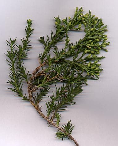 圆柏（Juniperus chinensis）植物图片
