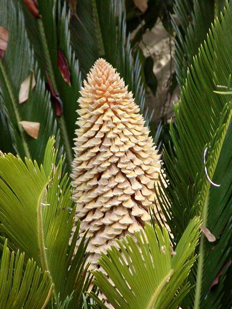 苏铁（Cycas revoluta）植物图片