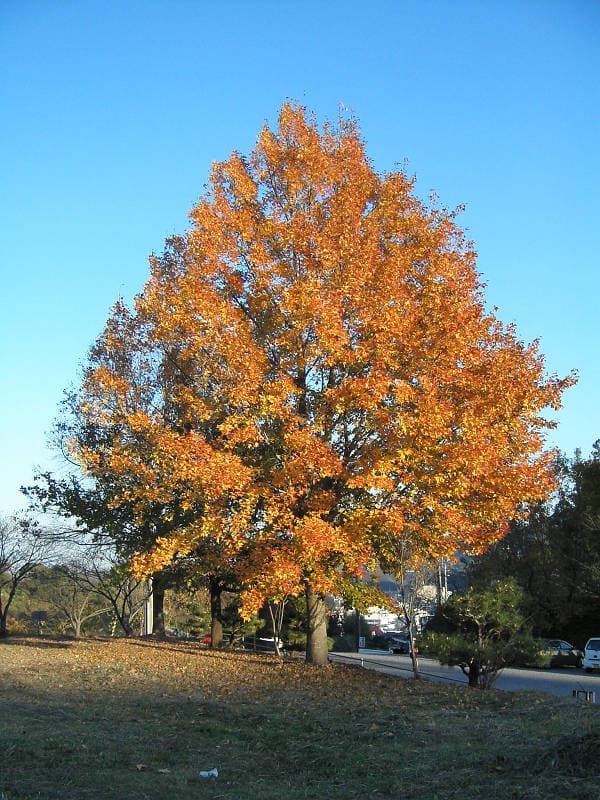 枫香（Liquidambar formosana）植物图片