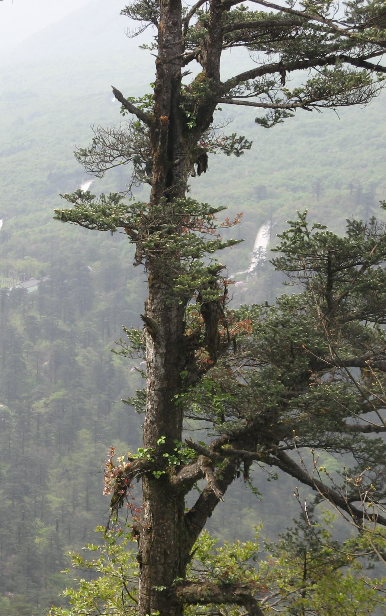 冷杉（Abies fabri）植物图片