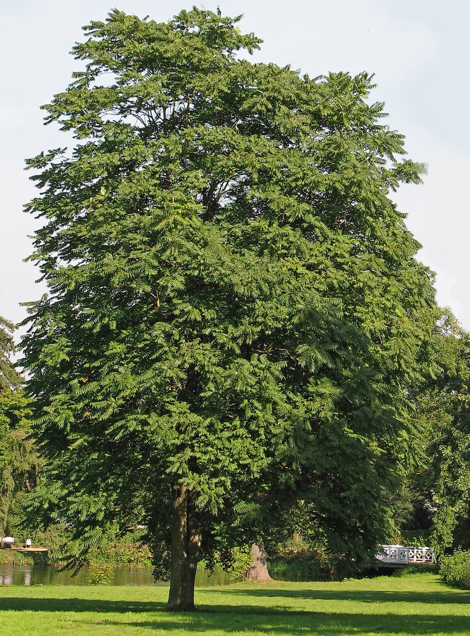 臭椿（Ailanthus altissima）植物图片