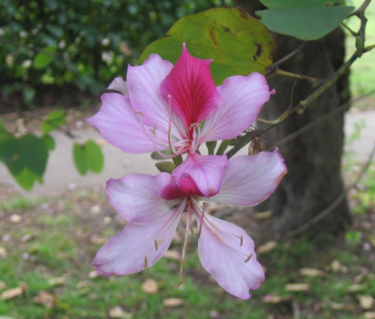 洋紫荆(Bauhinia variegata)植物图片