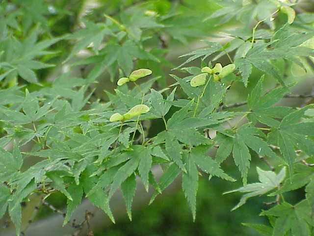 鸡爪槭(Acer palmatum)植物图片