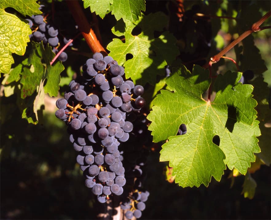 葡萄(Vitis vinifera)植物图片
