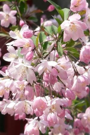 垂丝海棠(Malus halliana)植物图片