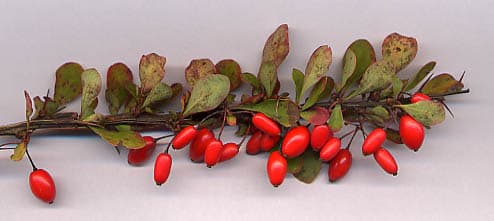 小檗(Berberis thunbergii)植物图片
